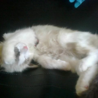 Photo de profil de Juvia