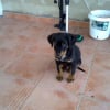 Photo de bouba