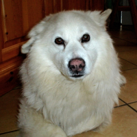 Photo de profil de Watson