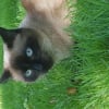 Photo de Mimi, Sacré de Birmanie