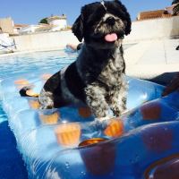 Photo de profil de Balou