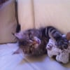 Photo de Kenzo, Maine Coon