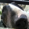 Photo de Attila