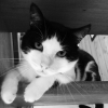 Photo de Junior