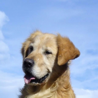 Photo de profil de Oackland