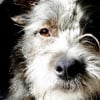 Photo de spike