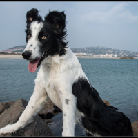 Photo de profil de Gala