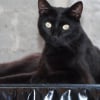 Photo de Bapho