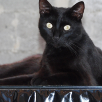Photo de profil de Bapho