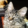 Photo de Arthur, Norvégien
