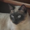 Photo de pepsi, Siamois