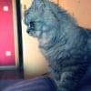 Photo de Princesse, Persan
