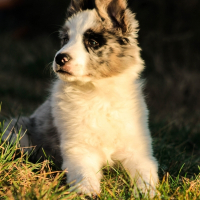 Photo de profil de Jazz