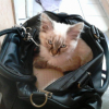 Photo de malibu