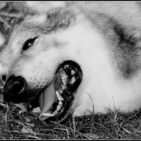Photo de profil de Wolf