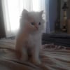 Photo de max, Persan