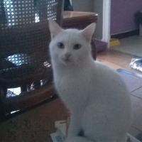 Photo de profil de chamallow