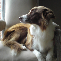 Photo de profil de Nala