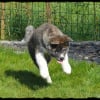Photo de Shinju