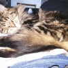Photo de Gaia, Maine Coon