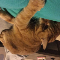 Photo de profil de Cookie