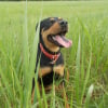 Photo de chippy