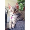 Photo de Nalla, Maine Coon