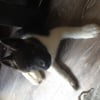 Photo de Loki