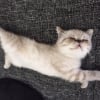 Photo de jutsu, British Shorthair