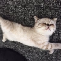 Photo de profil de jutsu