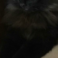 Photo de profil de Julyan