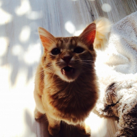 Photo de profil de Sushi