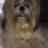 Photo de profil de Snoopy 