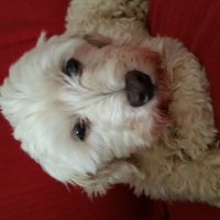 Photo de profil de Tequila