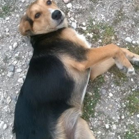 Photo de profil de laika