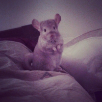 Photo de profil de Patate