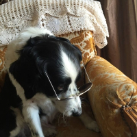 Photo de profil de Bingo