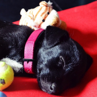 Photo de profil de Chanel