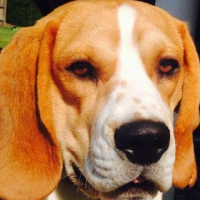 Photo de profil de Homer 