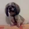 Photo de Gyps