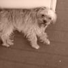 Photo de Cookie