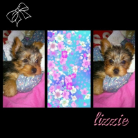 Photo de profil de lizzie