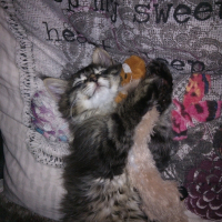 Photo de profil de LOKI