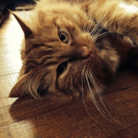 Photo de profil de Maestro 