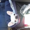 Photo de Ziva
