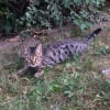 Photo de Mango