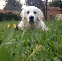 Photo de profil de Joops 