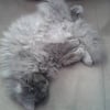Photo de sacha, Persan