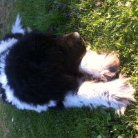 Photo de profil de Adagio