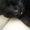 Photo de Shadow
